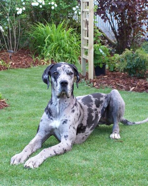 Poyi New Great Dane Great Dane German