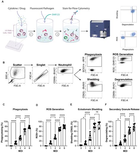 Cells Free Full Text Multiparametric Profiling Of Neutrophil