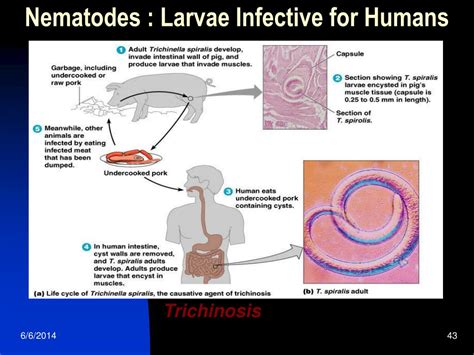 Ppt Eukaryotic Microbes Powerpoint Presentation Free Download Id1151207