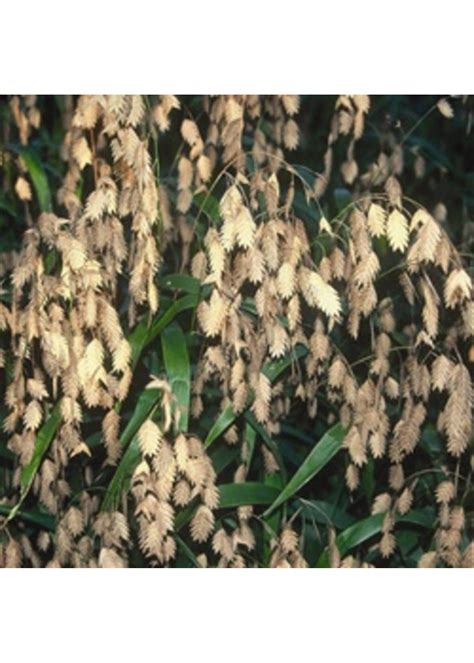 Chasmanthium lat. Sea Oats | Behmerwald Nursery - Behmerwald Nursery
