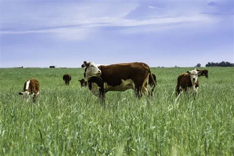 Cattle Raising With Natural Pastures In Pampas Countryside La Pampa