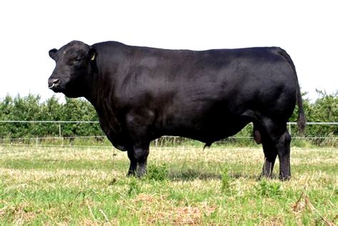 Advantages And Disadvantages Of Angus Cattle Breed - FarmPally.com