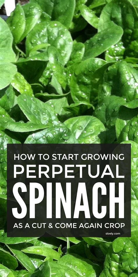 How To Grow Spinach Artofit