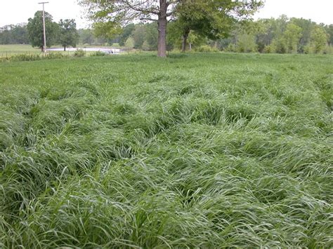 How Long Will Rye Grass Last | Storables