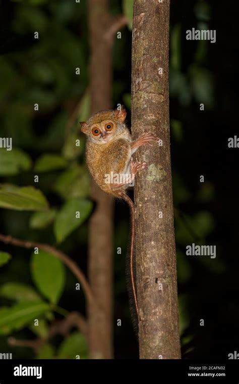 Muy Raro Y End Mico Espectro Tarsier Tarsius Espectro Parque Nacional