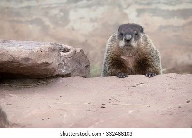 Woodchuck Teeth: Over 261 Royalty-Free Licensable Stock Photos ...