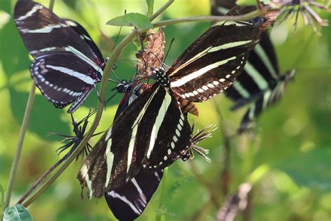 Zebra Longwing Butterfly Life Cycle