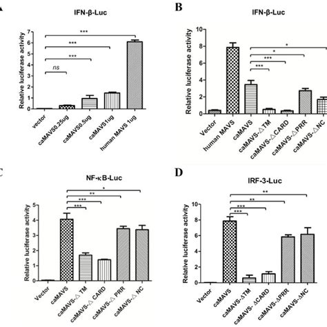 Overexpression of caMAVS induced IFN β via the NF κB and IRF 3 mediated