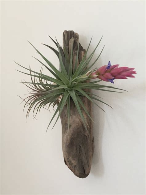 Items Similar To Air Plant Wall Arrangement On Driftwood Aerananthos And Ionantha Tillandsias