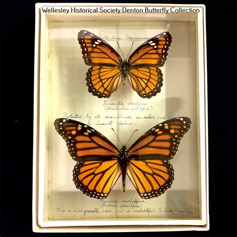 Denton Butterfly & Entomological Collection — Wellesley Historical Society
