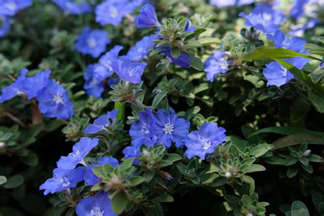 7 Best Perennials For Florida To Add To Your Garden This Spring