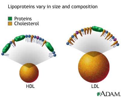 LDL vs. HDL