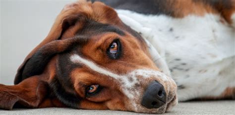 Pancreatitis in Dogs – Symptoms, Causes and Treatment - Canine Campus ...