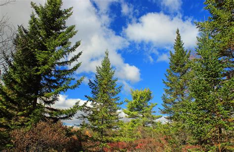 Free Picture Tree Nature Wood Landscape Leaf Forest Pine