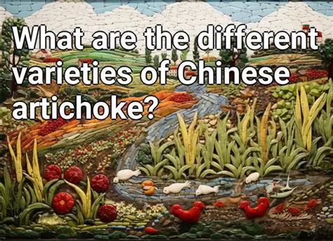 What are the different varieties of Chinese artichoke? – Agriculture ...