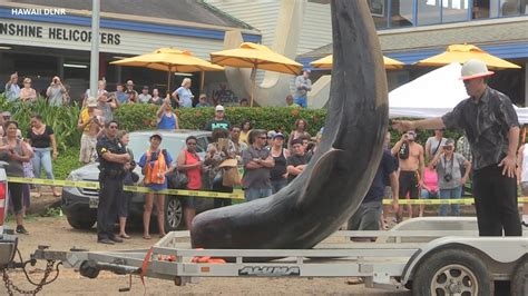 VIDEO: Pilot Whale Stranding Examined