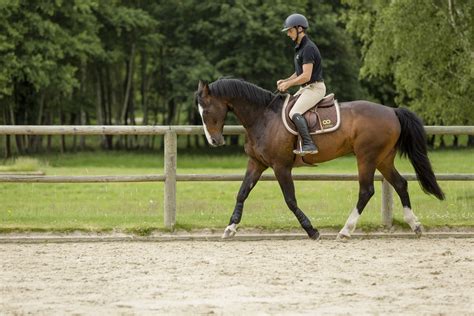 Stage Education Relation Avec Son Cheval Haras De La Cense