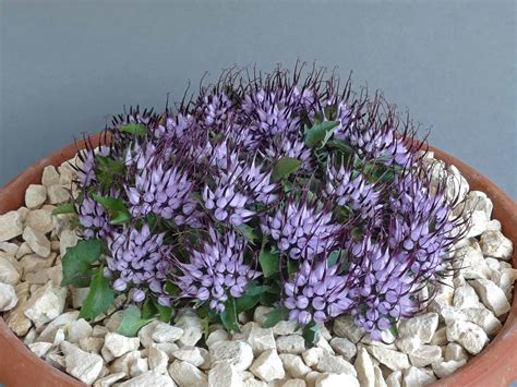 Ags East Cheshire Show Trophies Alpine Garden Society