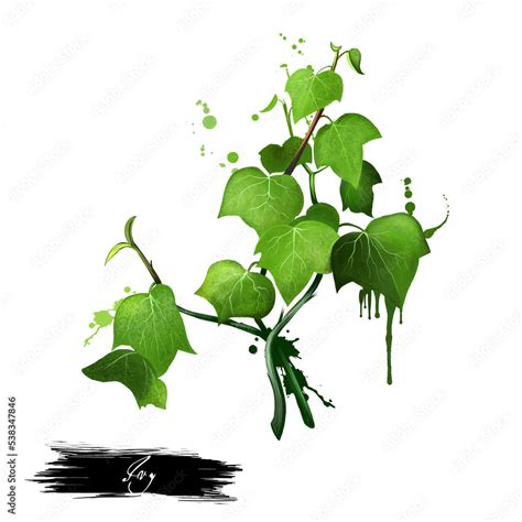 Green Ivy Sprig Isolated On White Background Hand Drawn Araliaceae