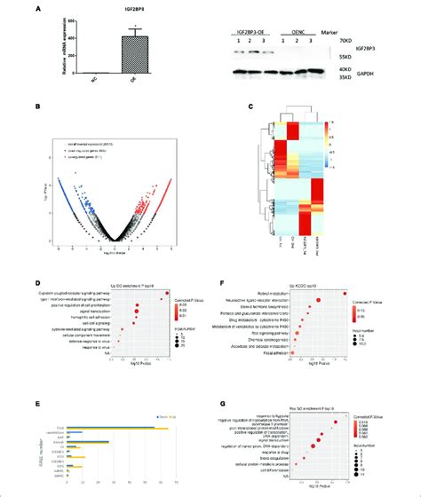 Igf2bp3 Regulates Multiple Alternative Splicing Events A Igf2bp3 Download Scientific