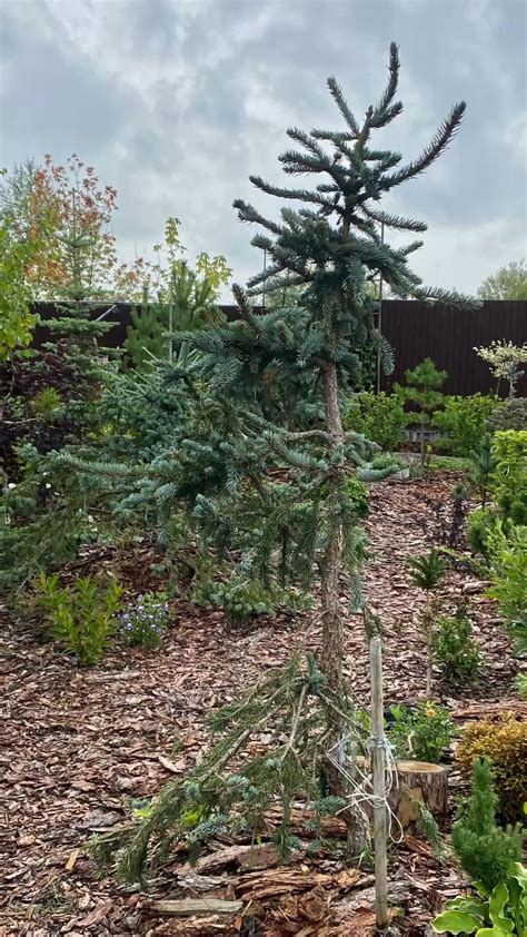 Picea Pungens Virgata Picea Pungens Garden Arch Farmland