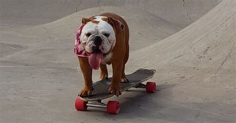 This Incredible Skateboarding Dog Is Set To Become A Star Dogs