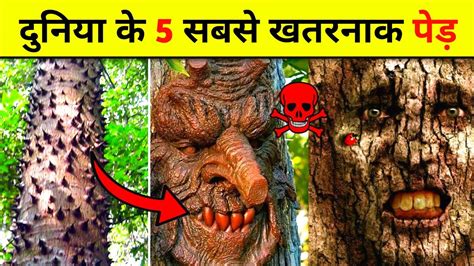 दुनिया के सबसे खतरनाक पेड़ Most Dangerous Trees In The World Youtube