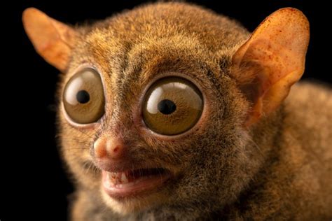 endangered belitung island tarsiers cephalopachus bancanus saltator