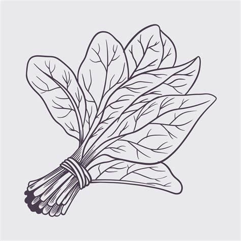 Ink Sketch Of Spinach Hand Drawn Sketch Old Vintage Style 3705029