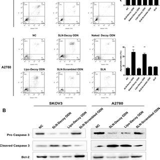 Cell Viability Of ODN Formulations By MTT Assay SKOV3 A And A2780