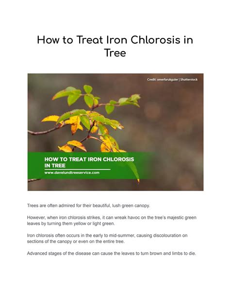 How To Treat Iron Chlorosis In Tree By Dave Lund Tree Service Issuu