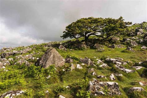 Dartmoor Hiking Experience | Dartmoor Tours | Tour Providers