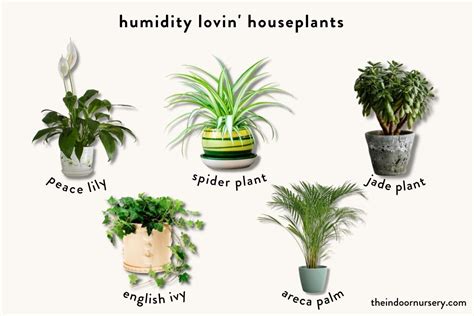 How To Increase Humidity In A Room With Indoor Plants