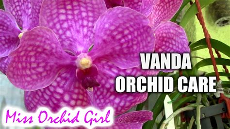 Orchid Care How To Care For Vanda Orchids Youtube