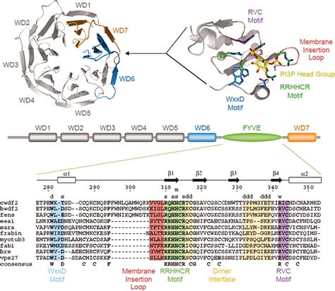 The WD40 And FYVE Domain Containing Protein 2 Defines A Class Of Early