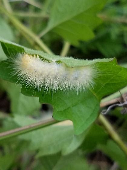 Light Yellow Very Fuzzy Caterpillar Spilosoma Virginica BugGuide Net