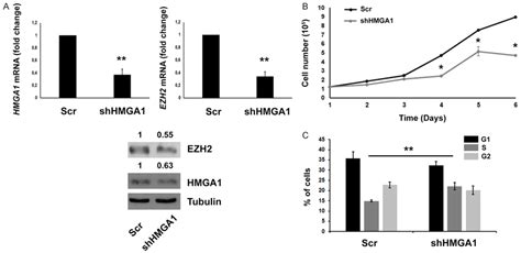 Hmga1 Silencing Impairs Lymphoma Cell Line Proliferation A Upper