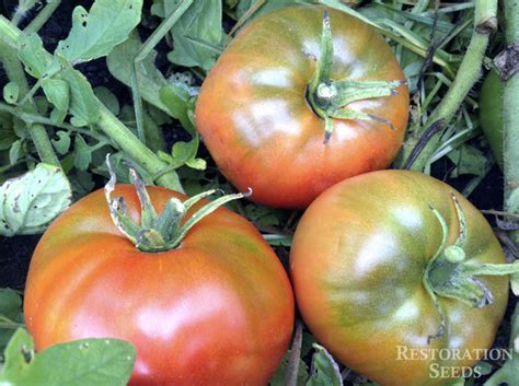 Moskvich Tomato Organic Restoration Seeds