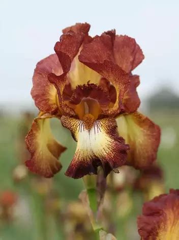 Schwertlilie Iris Germanica Ride Joy St Blumenzwiebeln Und