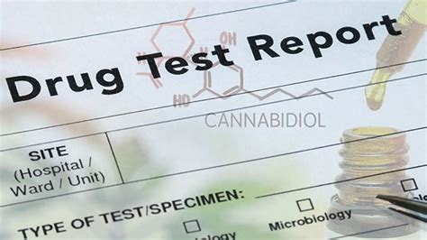 Revealing Cbd Oil Drug Test British Cannabis™ No 1 Cbd Uk