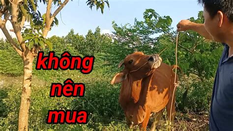 MUA BÒ GIỐNG SINH SẢN NUÔI LÂU DÀI TỐT NHẤT KHÔNG NÊN CHỌN LOẠI BÒ NÀY ...