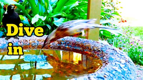 Beautiful Magpies And Honeyeaters At The Birdbath Youtube