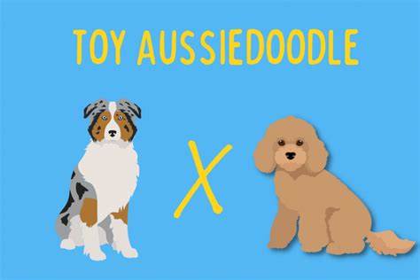 Toy Aussiedoodle: Small Dog With a BIG Personality