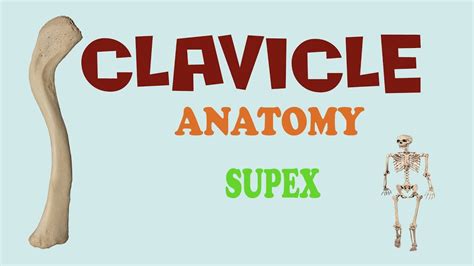 Clavicle Bone Anatomy Youtube