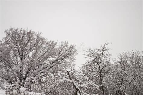 Winter Day River Frozen Covered With Ice And Naked Trees Covered With White Snow On There