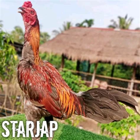 Jual Ayam Bangkok Super Pama Ninja Mix Ori Telur Fertil Shopee Indonesia