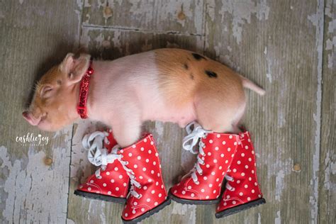 Teacup Pigs In Boots