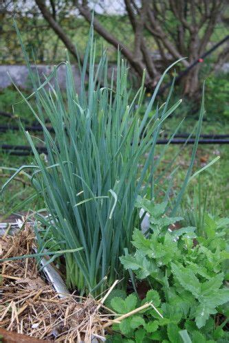 Les légumes perpétuels Les conseils de jardin de Vavou Légumes