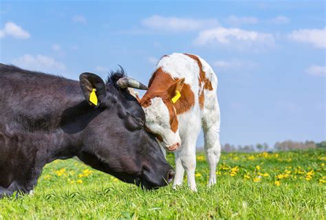 Microbioom Niet Uitsluitend Door Moeder Bepaald Integraal Aanpakken