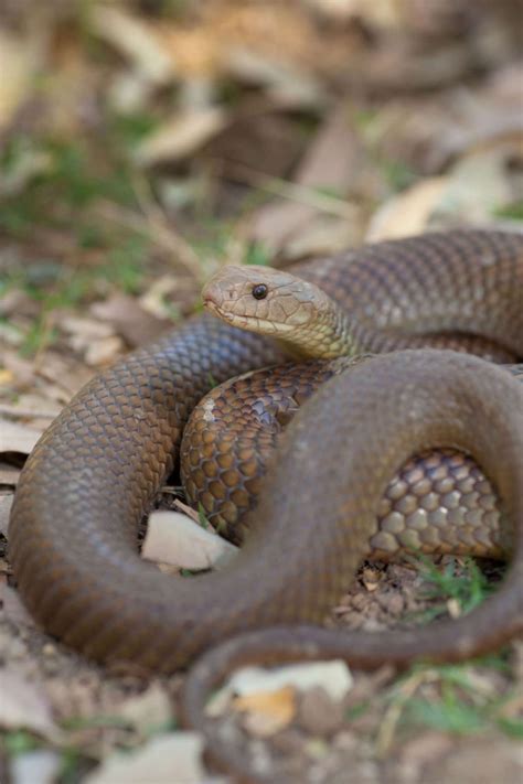 King Brown Habitat Diet And Reproduction Reptile Park